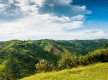 Chimps & Gorillas of Uganda