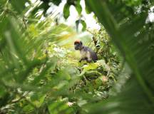 Chimps & Gorillas of Uganda