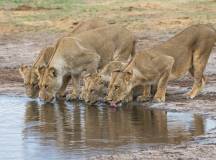 Wildlife & Wilderness of Botswana