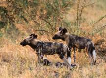 Wildlife & Wilderness of Botswana