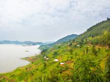 Chimps & Gorillas of Uganda