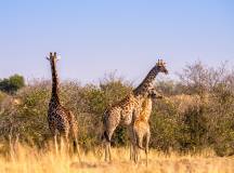 Destination of the Month: Namibia & Botswana