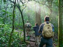 Chimps & Gorillas of Uganda