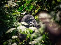 Chimps & Gorillas of Uganda