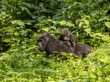 Get Even Close To Wildlife