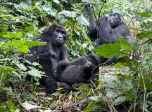 Chimps & Gorillas of Uganda