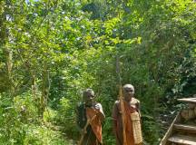 Chimps & Gorillas of Uganda