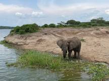 Chimps & Gorillas of Uganda