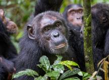 Chimps & Gorillas of Uganda