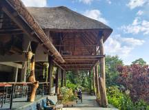 Chimps & Gorillas of Uganda