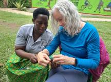 Chimps & Gorillas of Uganda