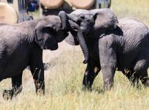 Kenya & Tanzania Adventure