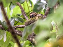 Natural Highlights of Costa Rica