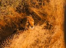 Discover Namibia – Lodges