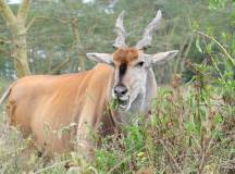 Lake Nakuru