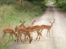 Multi-Country Wildlife Holidays