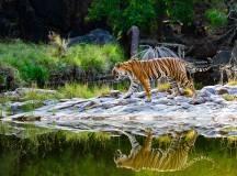 Colours of Rajasthan – Pushkar Festival (2026)