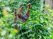Borneo Family Wildlife Adventure