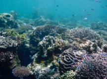 Borneo Family Wildlife Adventure