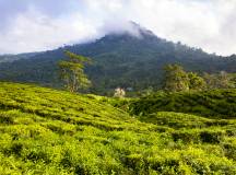 Borneo Family Wildlife Adventure
