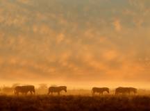 Etosha