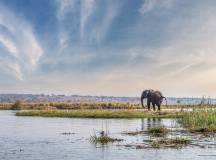 Chobe National Park, Botswana