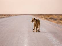 Etosha National Park at sunset. Namibia