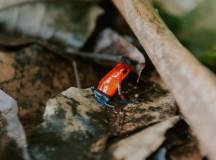 Natural Highlights of Costa Rica