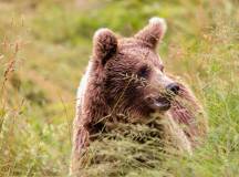 Bulgaria: Realm of the Brown Bear