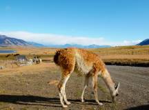 Patagonian Highlights