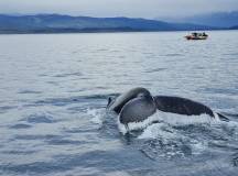 Patagonian Highlights