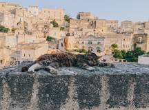 Walking in Puglia & Matera