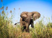 Zambezi Canoe Safari