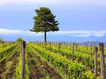 Treasures of Sicily