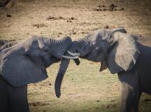 Zambezi Canoe Safari