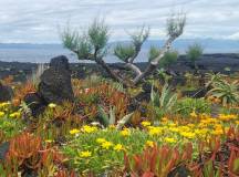 Walking in the Azores