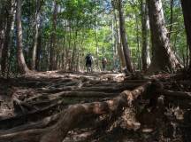 Japan’s Kumano Kodo