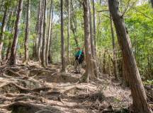 Japan’s Kumano Kodo