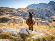 Cycle the Balkans