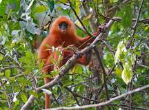 Borneo Wildlife Discoverer