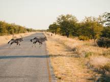 Discover Namibia – Lodges
