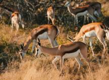 Discover Namibia – Camping