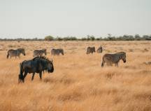 Discover Namibia – Lodges
