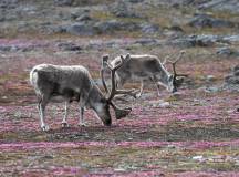 Arctic Saga: Spitsbergen, Faroes & Jan Mayen