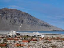 Arctic Saga: Spitsbergen, Faroes & Jan Mayen