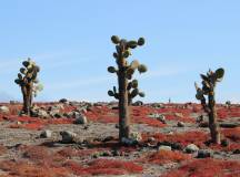 Galapagos Encounter – Archipel I (Itinerary A)