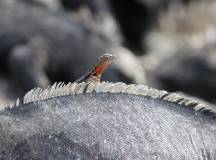 Galapagos Encounter – Archipel I (Itinerary A)
