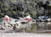 Galapagos Encounter – Archipel I (Itinerary A)