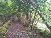 Walking the Kerry Way and Killarney National Park