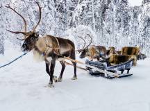 Dogsledding